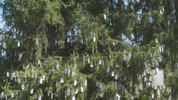 Mysterious Wishing Tree Offering Hope For Some NJ Dreamers 