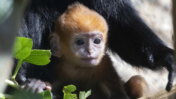 SF Zoo's new François langur monkey 