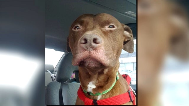 Cocoa_The_Dog_0919a.jpg 