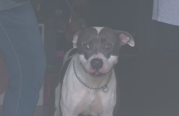 Adoptable dog at Fort Worth Animal Shelter 