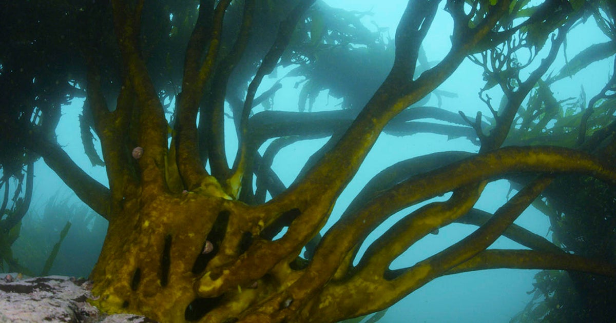 Nature up close: Life in the Humboldt Penguin National Reserve - CBS News