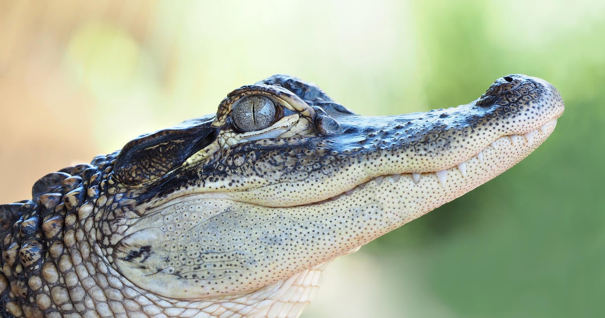 Alligator Rescued From Michigan School Pond Now Resides At Local Zoo ...