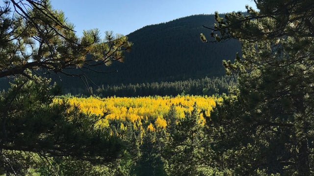 0462_pike_national_forest_aspens_092419.jpg 