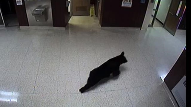 Bear-Visits-Fretz-Lobby.jpg 