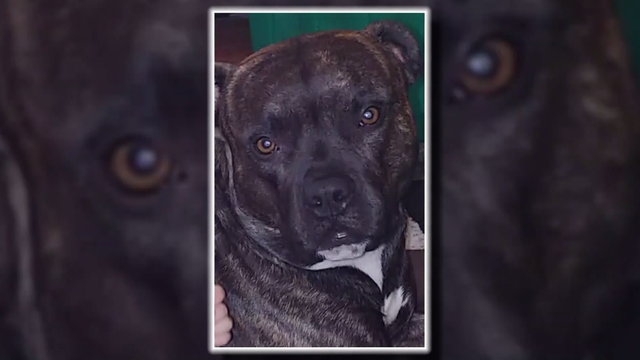 bpd-officer-shoots-dog-9.26.19.png 