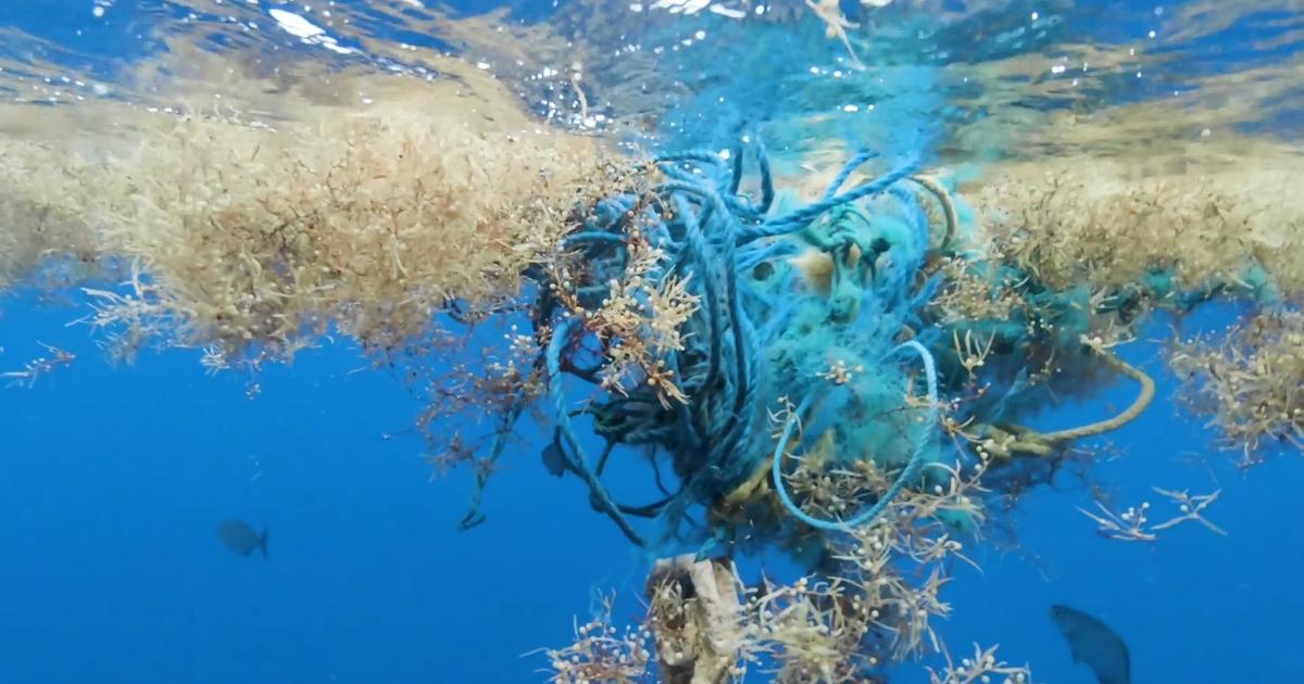 171 trillion plastic particles floating in oceans as pollution reaches "unprecedented" levels, scientists warn