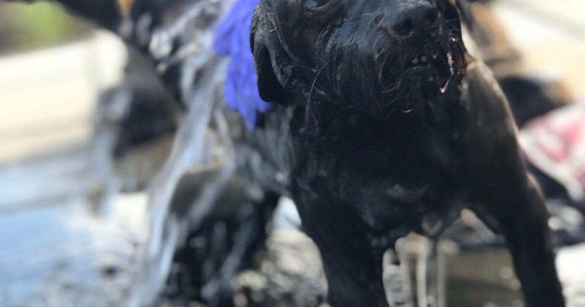 Firefighters Rescue Dog Who Fell 30 Feet Down Abandoned Well In Malibu ...