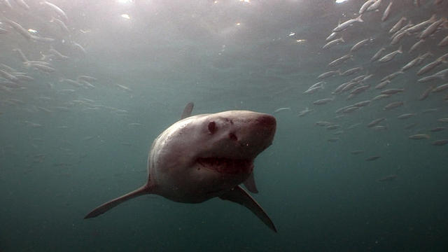 sharksvideo-1942773-640x360.jpg 