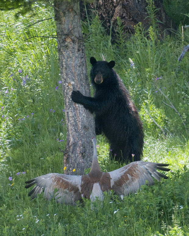 black-bear-chased-up-a-tree-verne-lehmberg-620-tall.jpg 