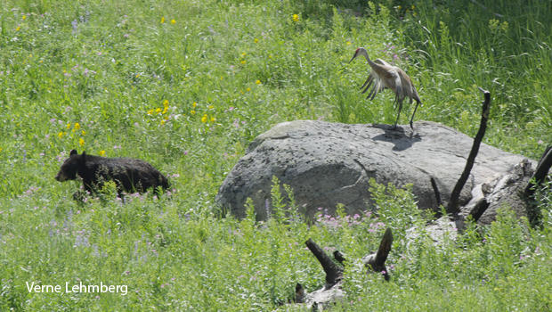 black-bear-vs-sandhill-crane-verne-lehmberg-620.jpg 