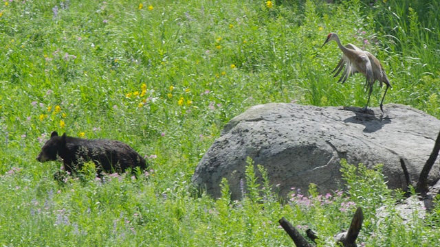 black-bear-vs-sandhill-crane-verne-lehmberg-promo.jpg 