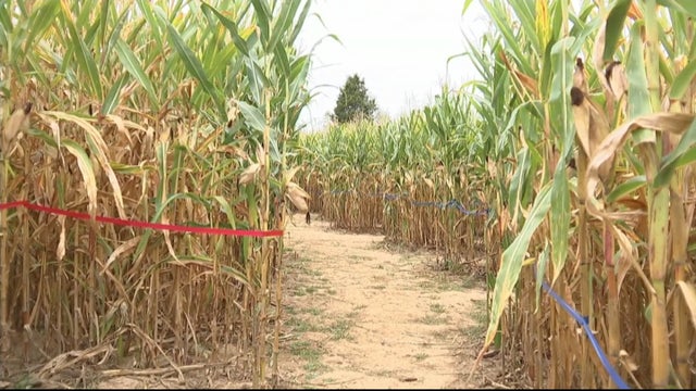 corn-maze.jpg 
