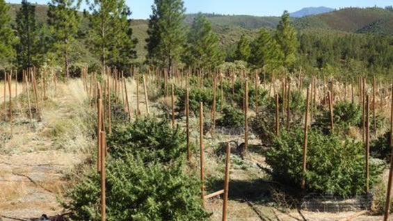 marijuana-grow-sites-3-calaveras-co-sheriff.jpg 