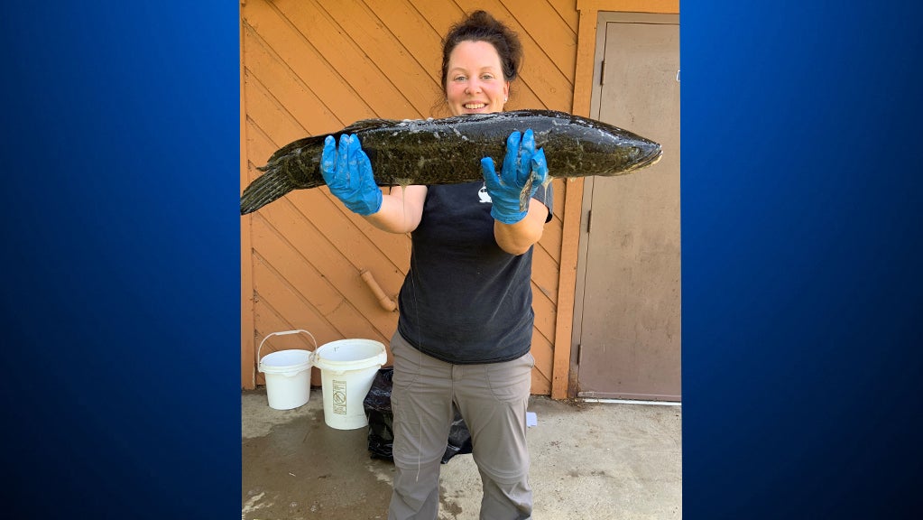 snakehead fish 1 