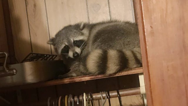 raccoon-minneapolis-big.jpg 