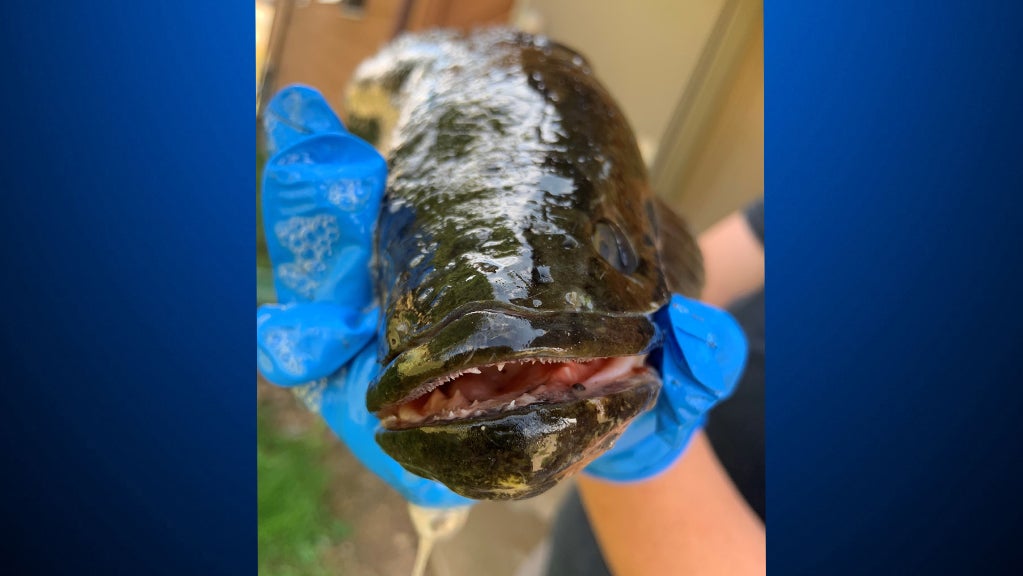 snakehead fish 2 
