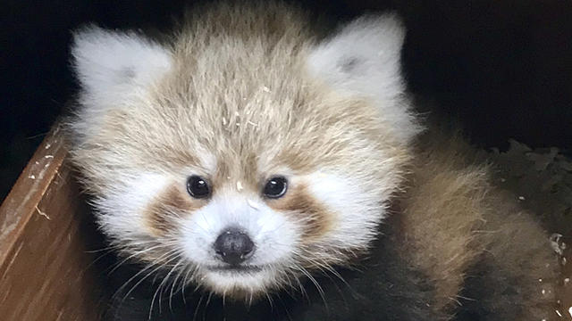 red-panda-cub-zoo.jpg 