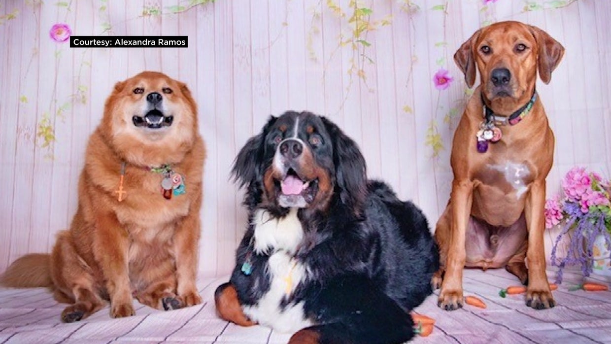 Miami Proud: Therapy Dog Volunteers Bring Smiles To Young Patients At ...