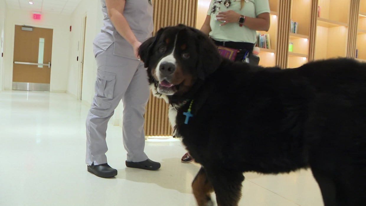 Miami Proud: Therapy Dog Volunteers Bring Smiles To Young Patients At ...