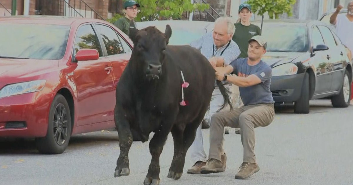 'I Couldn't Believe It' | Loose Bull Corralled On Streets Of West ...