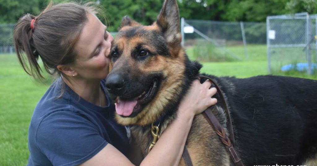28 German Shepherds In Protective Custody For 2 Years Are Going Up For