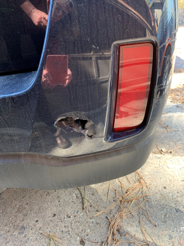 elk charges car in evergreen credit Hannah Beese (bee-zee) 