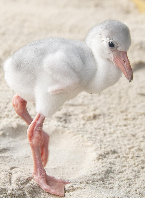 Baby Flamingo at Zoo Miami 