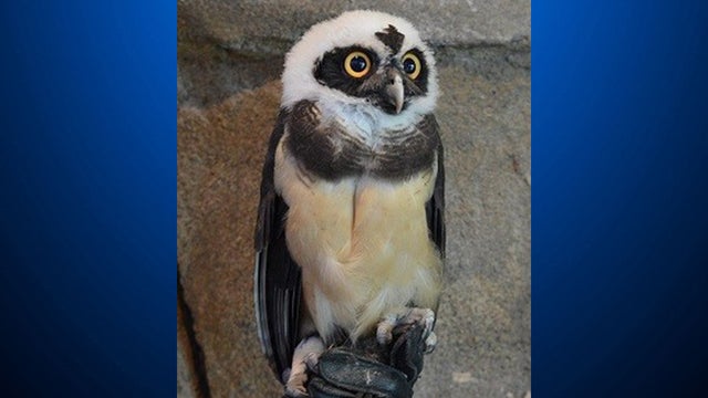 national-aviary-spectacled-owl.jpg 