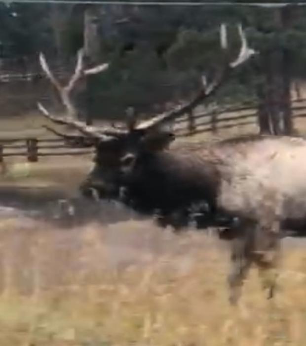 elk charges car in evergreen colorado 