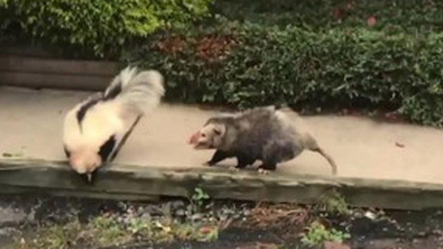skunk-possum-fight.jpg 