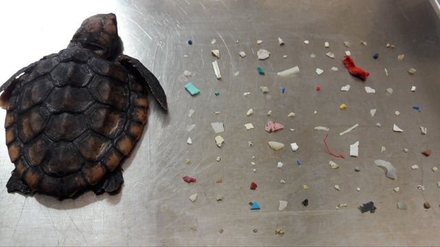 Turtle-with-Plastic-Pieces.jpg 