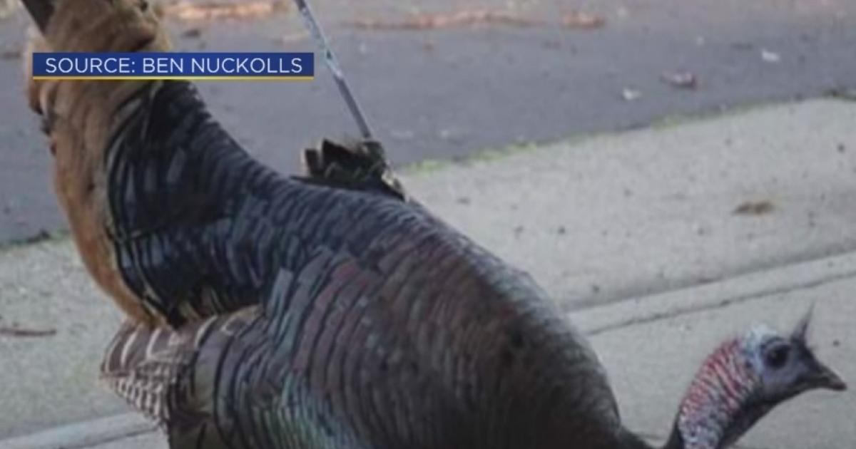 An arrow to the chest? This wild turkey is unruffled, California