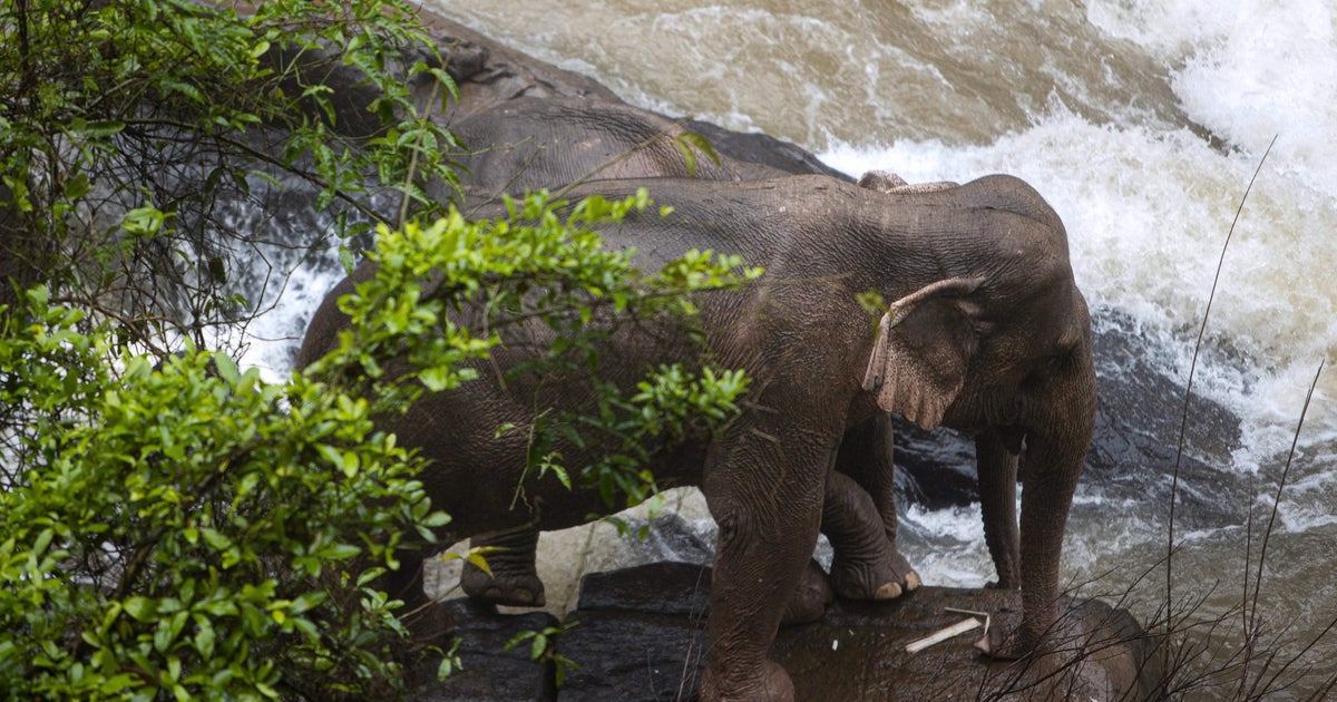 Elephants in Thailand Group of elephants fatally fall into waterfall