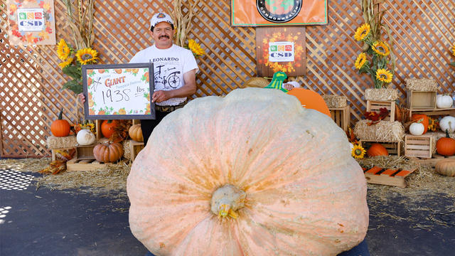 giant-pumpkin-winner.jpg 