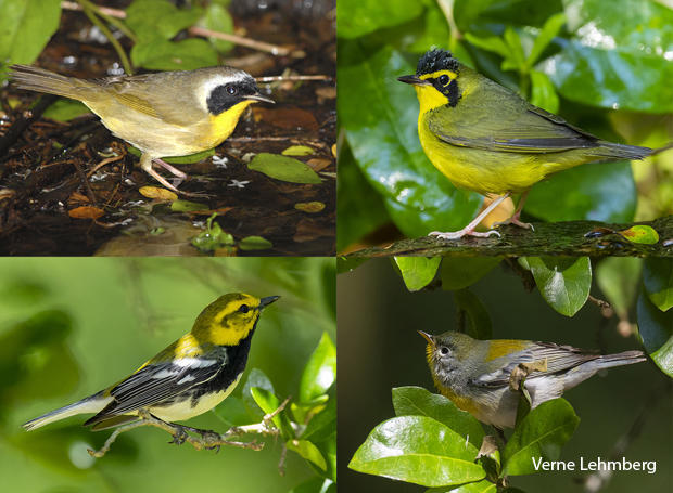 bird-species-common-yellowthroat-kentucky-warbler-black-throated-green-warbler-northern-parula-verne-lehmberg-620.jpg 