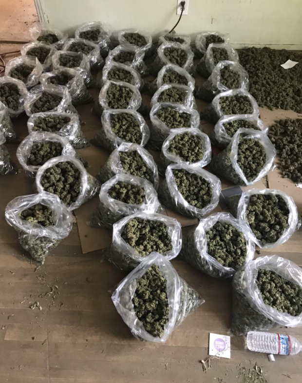 Marijuana grow 1 - Ceres PD 