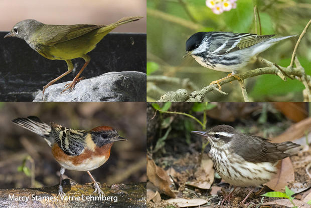 bird-species-macgillivrays-warbler-blackpoll-warbler-louisiana-waterthrush-bay-breasted-warbler-marcy-starnes.jpg 