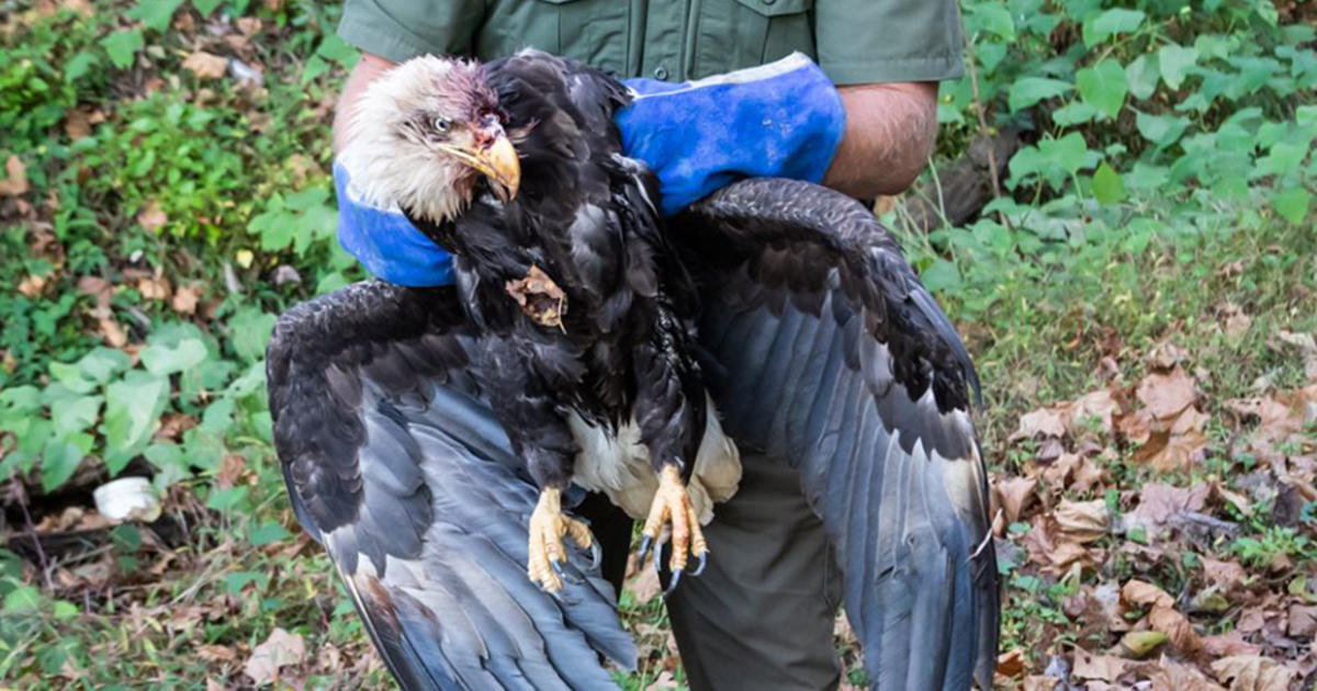 Bald Eagle Found Shot In The Head In Westmoreland Co. Euthanized