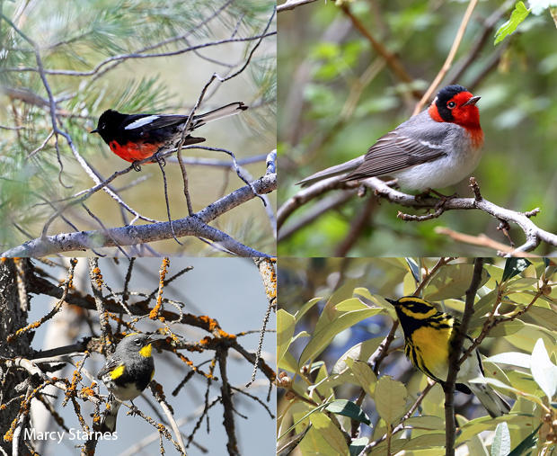 bird-species-painted-redstart-red-faced-warbler-yellow-rumped-warbler-townsends-warbler-marcy-starnes-620.jpg 