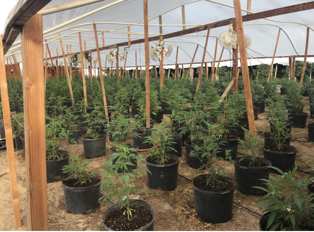 Marijuana grow 5- Ceres PD 