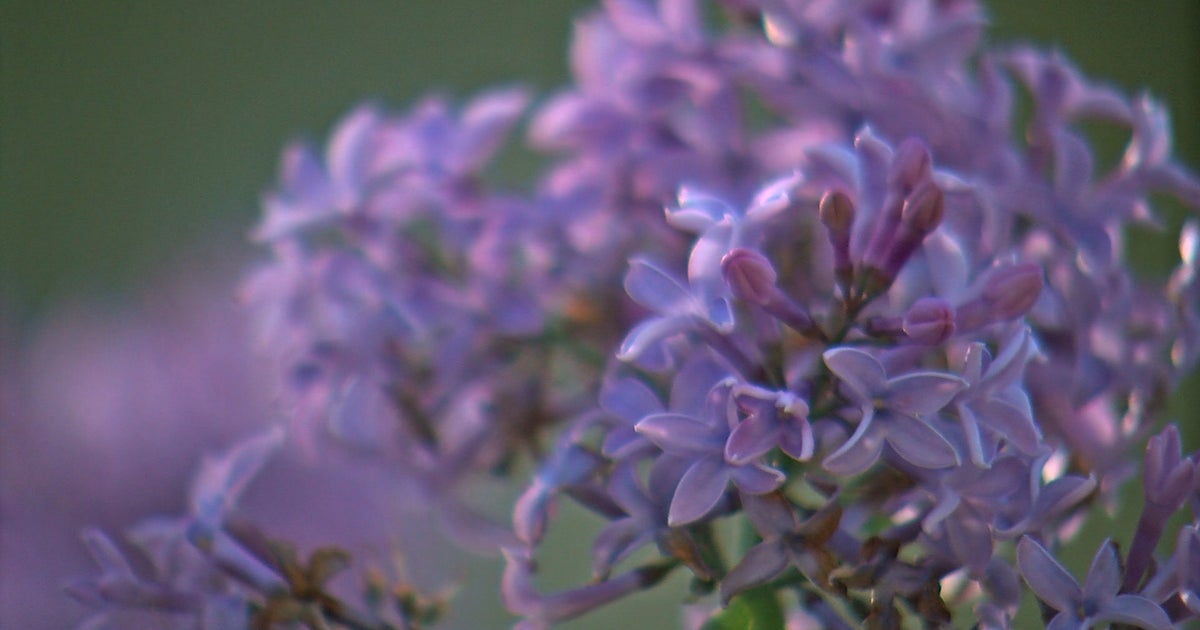 Why Are Plants Blooming In October? CBS Minnesota