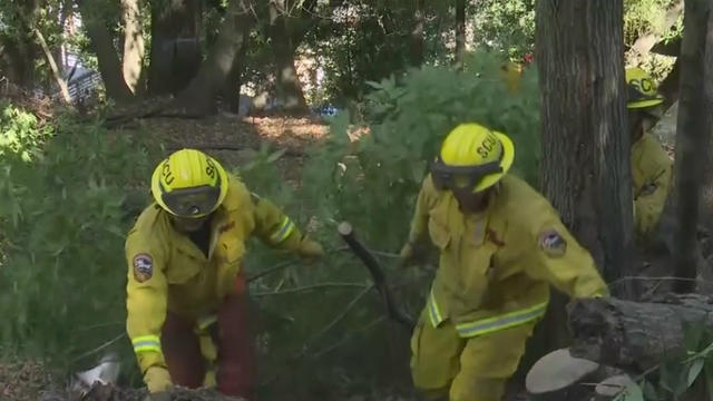 Cal-Fire-brush-clearing-Hwy-17.jpg 