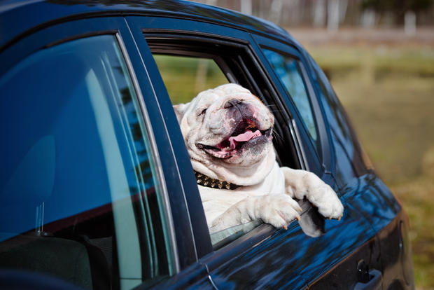 english bulldog dog in a car 