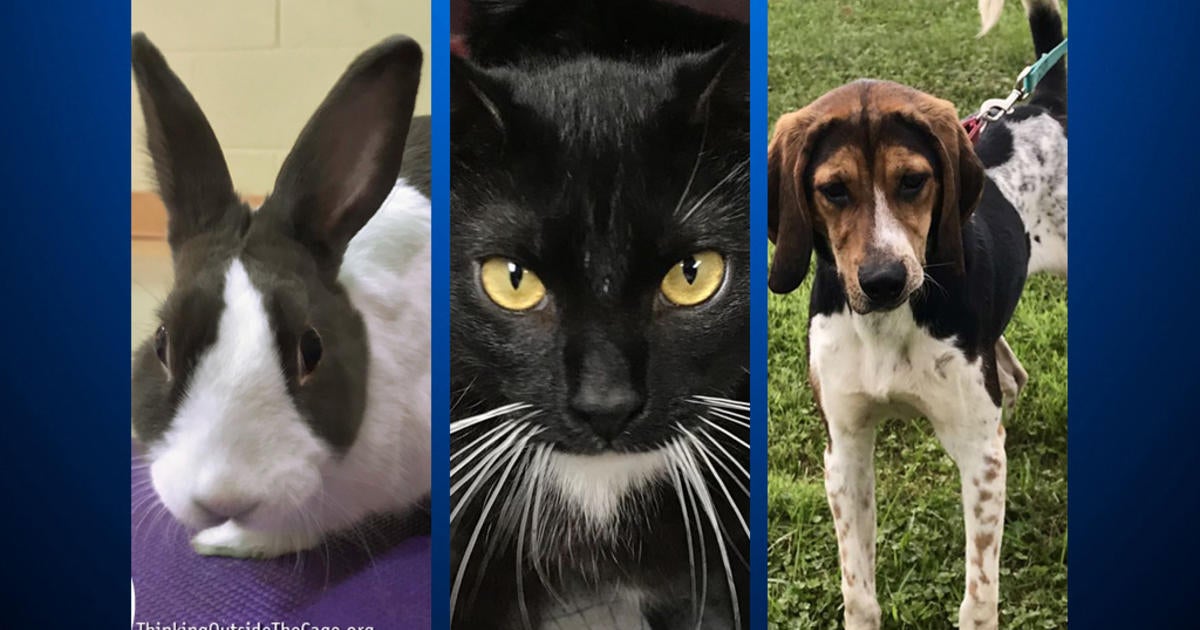 Furry Tails: Hershey, Bean & Charlie Are Waiting For Forever Homes ...