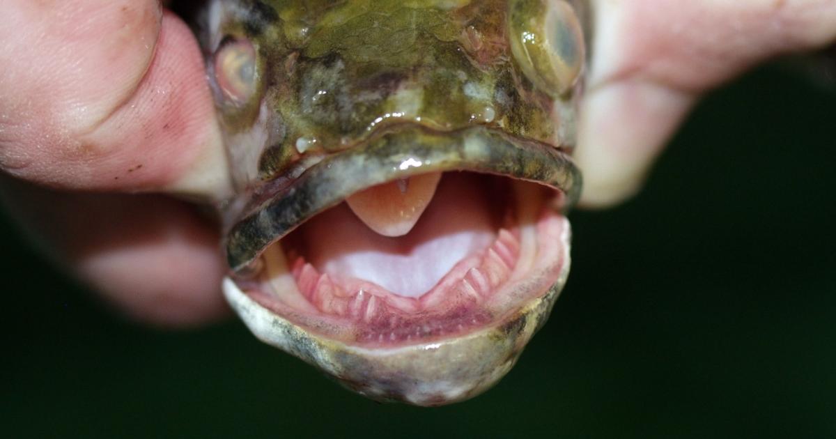 Northern snakehead, invasive fish that can survive on land, found in  Missouri - CBS News