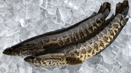 snakehead.png 