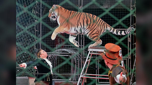 Circus Tiger in Ukraine 