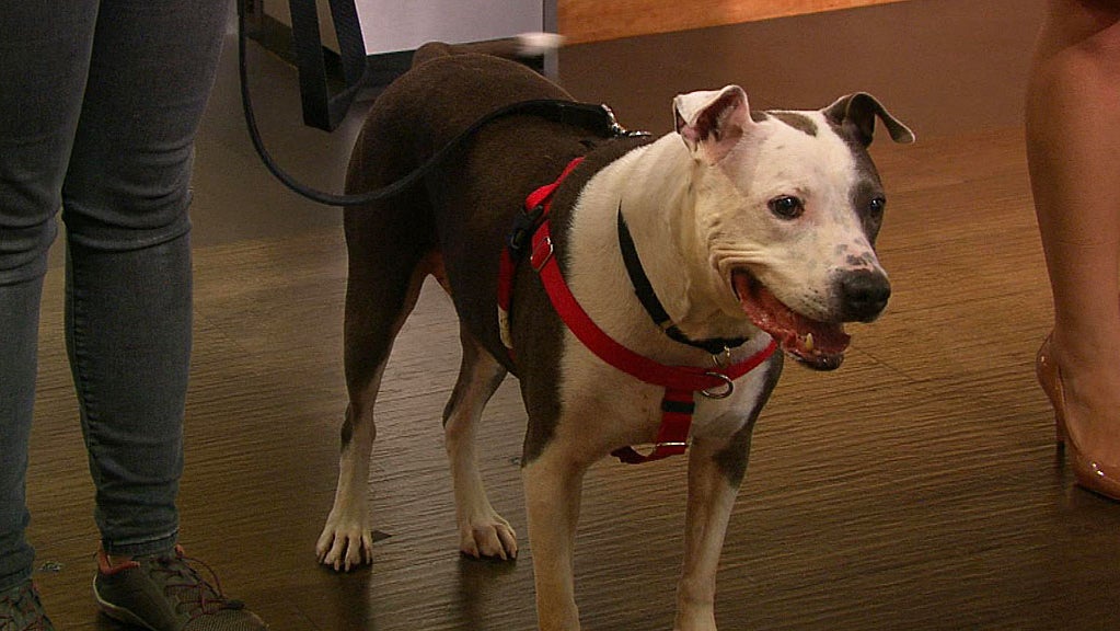 Pet Parade MSPCA's Cape Cod Adoption Center CBS Boston