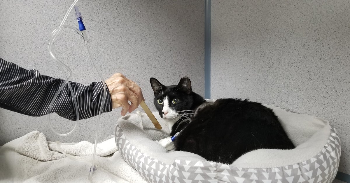 Owner Worried After 'Roy The Cat' Shot With BB Gun In Pembroke Pines