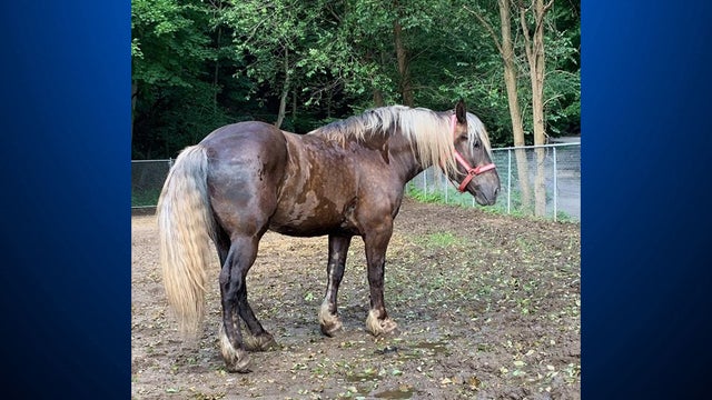 ramon-foster-donated-horse.jpg 